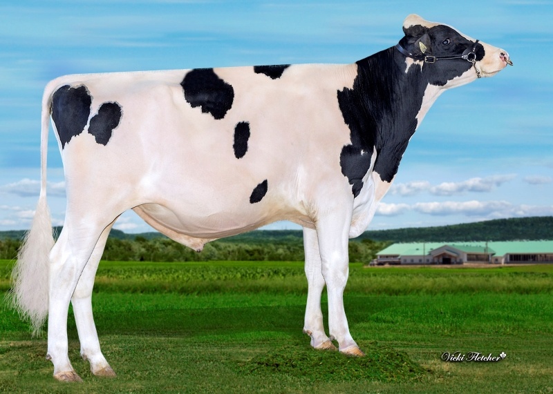 FRASER — 799HO00144